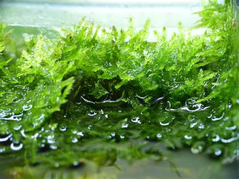 Weeping moss. Things To Know About Weeping moss. 